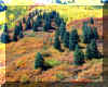 fall_color_Hillside.jpg (191324 bytes)